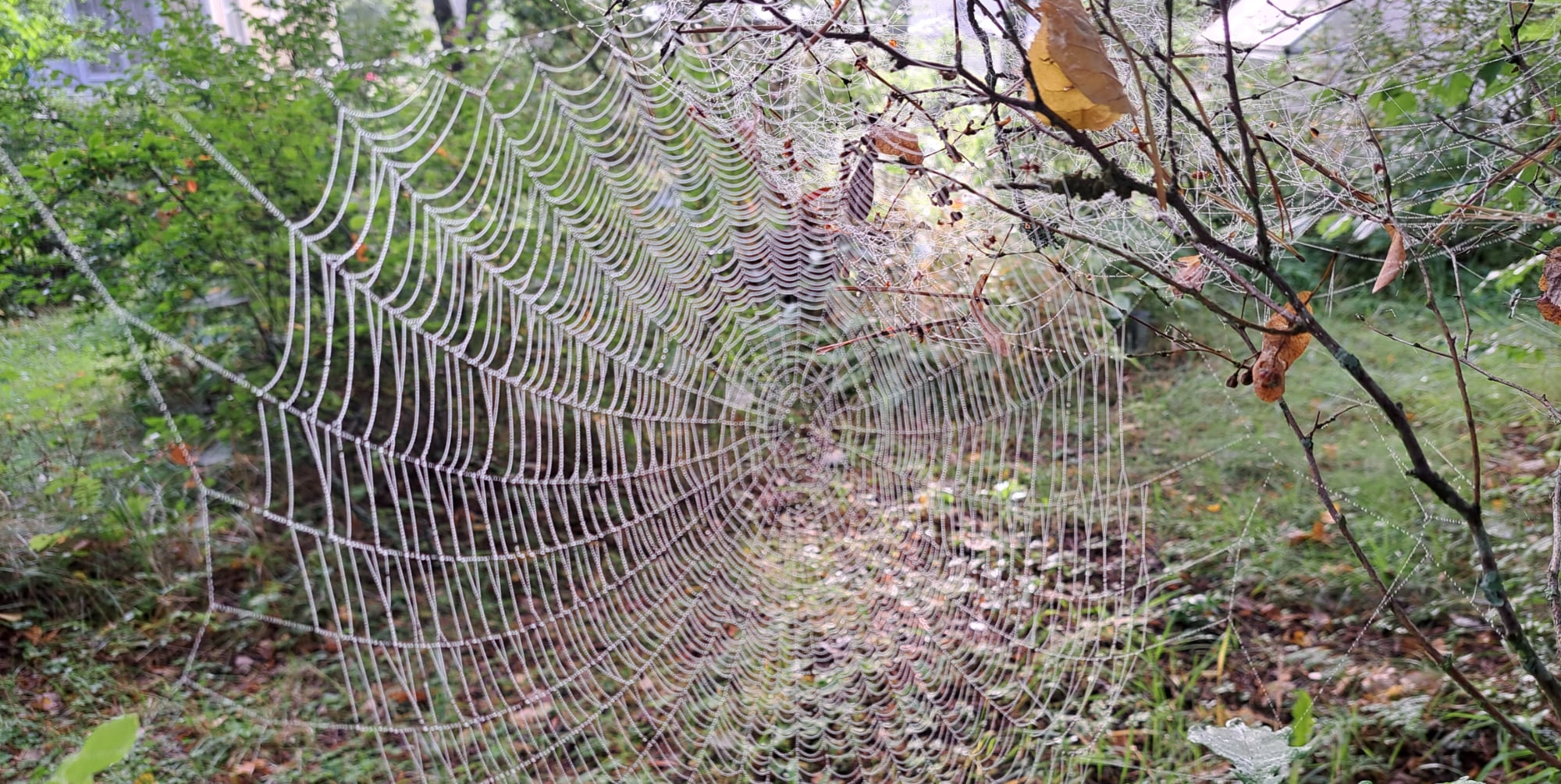 Aurora Template by BLOCS PREMIUM