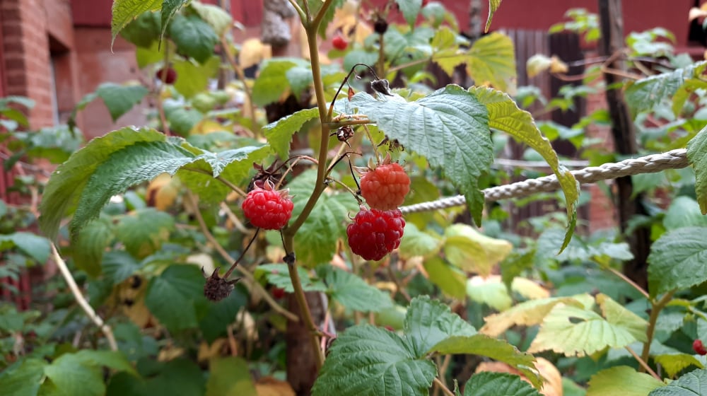 Aurora Template by BLOCS PREMIUM